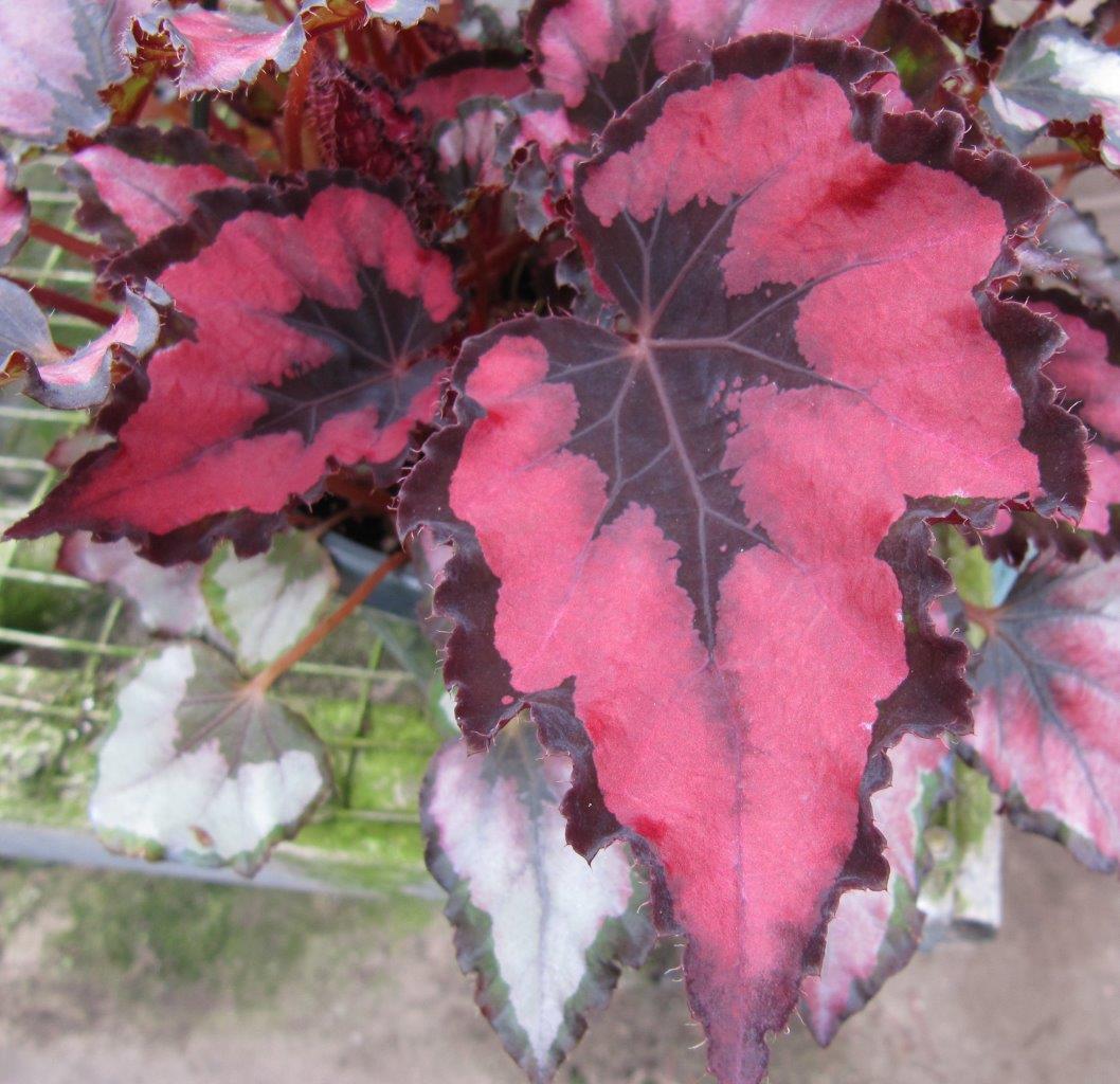 B. ‘Harmony’s Red Robin II
’